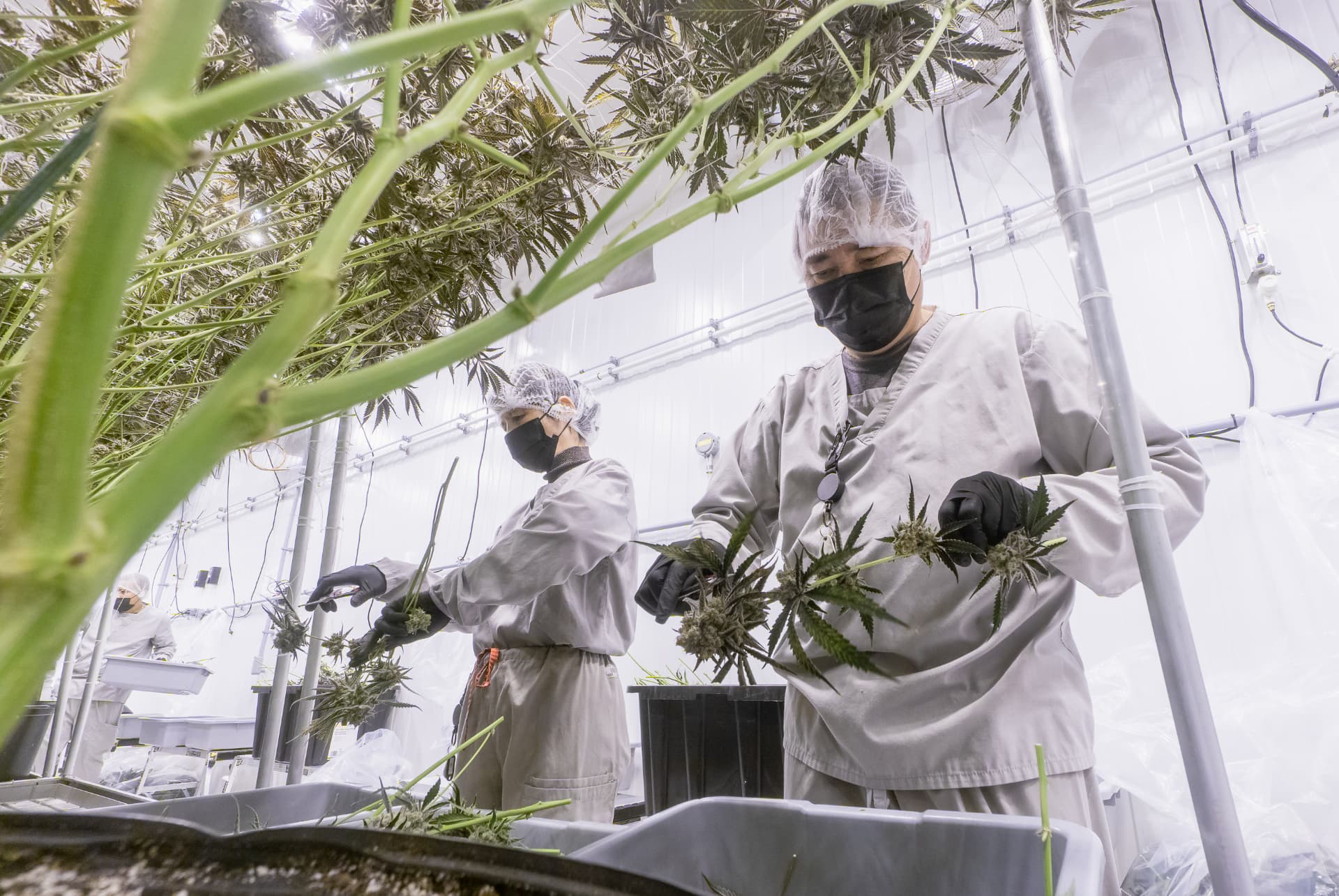 PURPLEFARM workers hand-finishing flower in the grow room